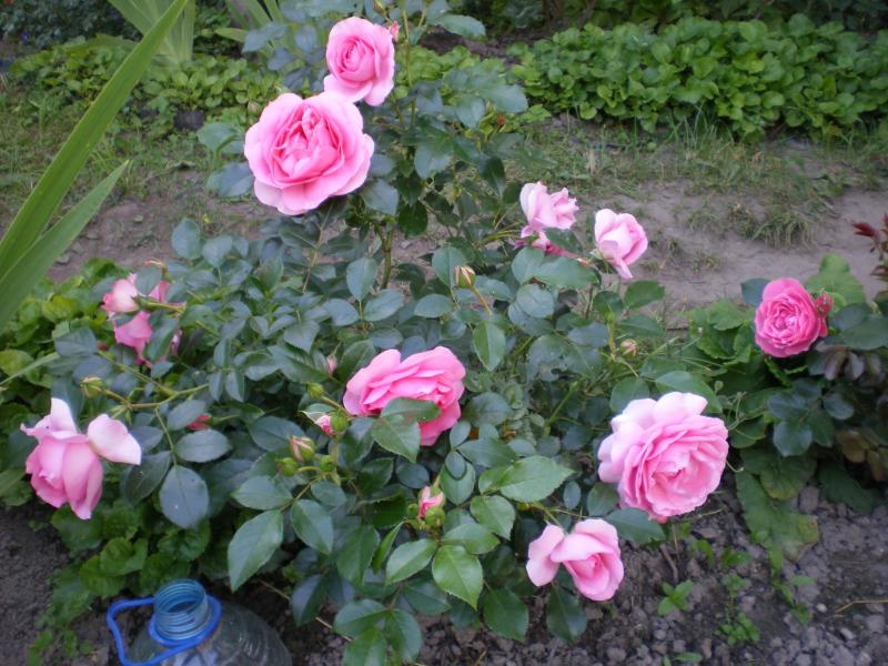 Rosebook Ru Интернет Магазин Саженцев