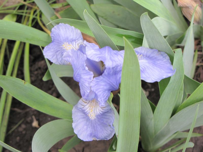 Blue iris mature